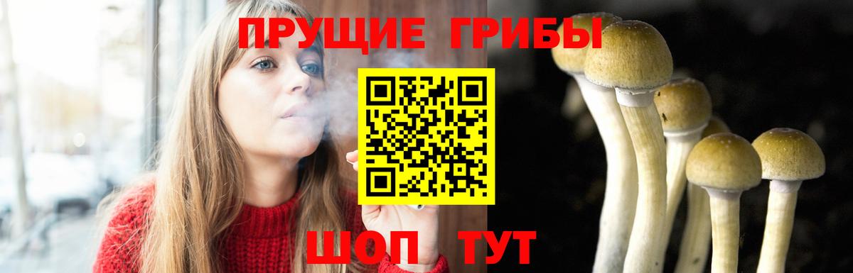 Псилоцибиновые грибы Psilocybe  Мелеуз 